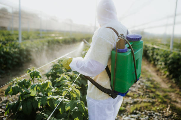 Best Affordable Pest Control Services  in Kapaa, HI